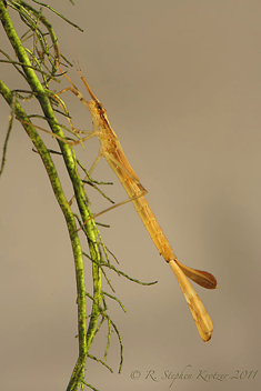 Calopteryx angustipennis, nymph